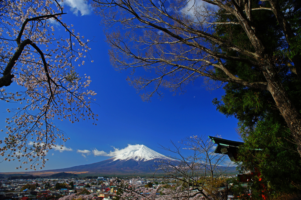 みんな桜と富士山が好き…⑤