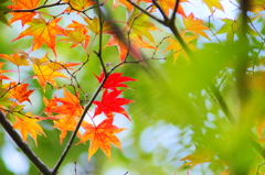 ちょっぴり紅葉狩り ぶら散歩 箱根 2015 10/31 DSC09448