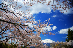 新倉山浅間公園の桜…②
