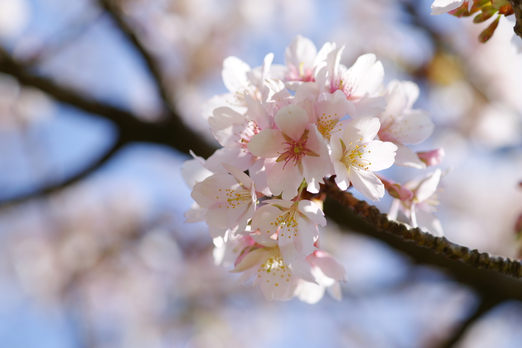 玉縄桜 フラワーセンター大船植物園 2016 2/27 DSC03016