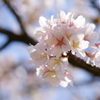 玉縄桜 フラワーセンター大船植物園 2016 2/27 DSC03016