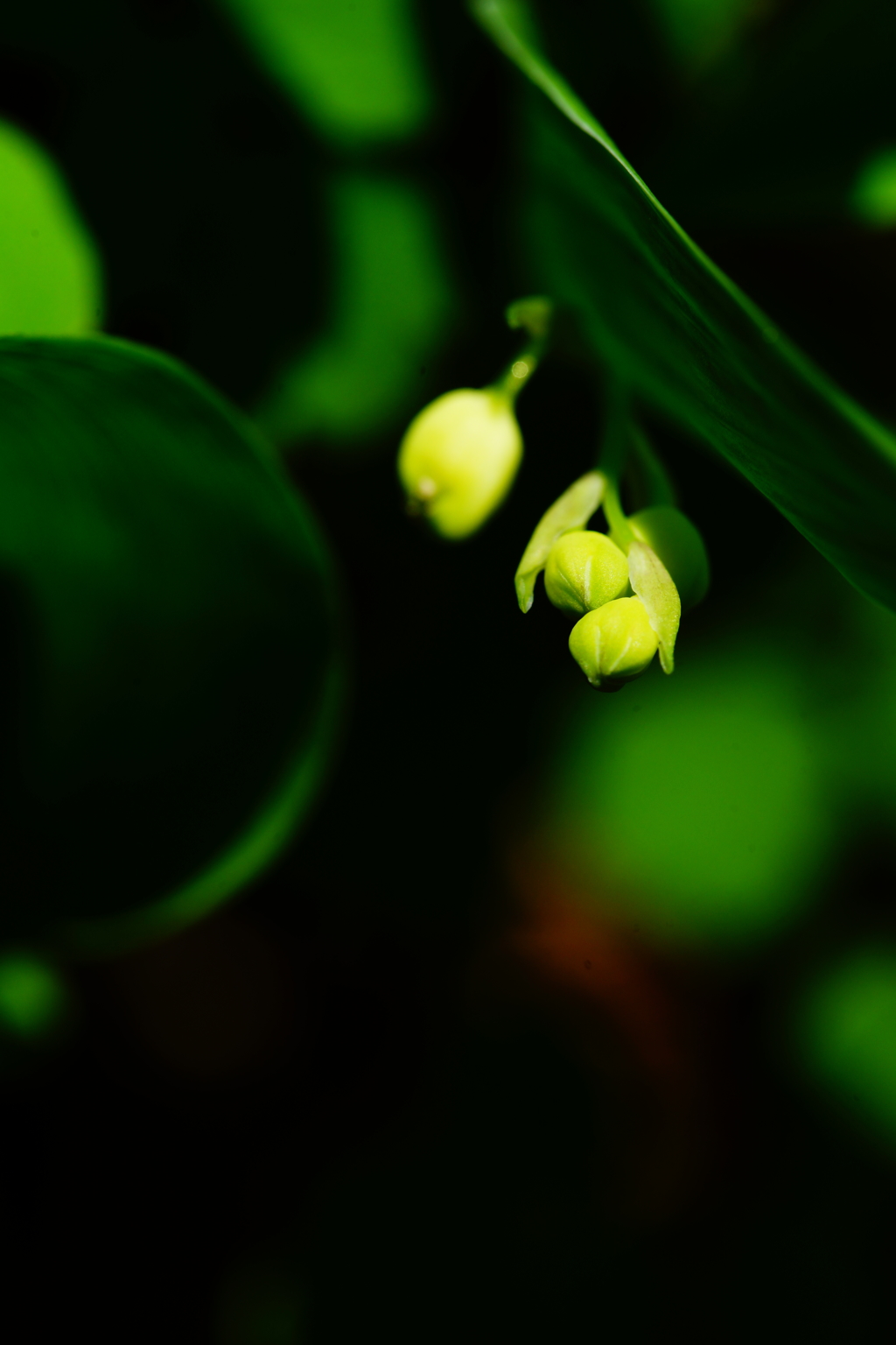すずらんの蕾 ②
