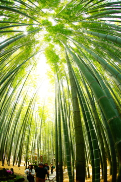 竹林の世界～報国寺～⑫