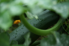 雨上がりの花菜ガーデンにて 6/27 DSC01872