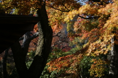 箱根美術館 ぶら散歩 2015 11/21 DSC00931