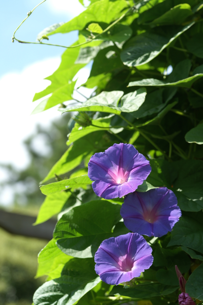 ぶら散歩 長久保公園 9/19 PICT1468