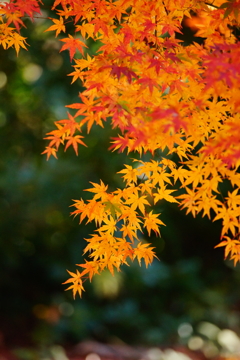 終わりに近づく紅葉の季節