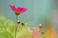 ぶら散歩 7/20 DSC03002