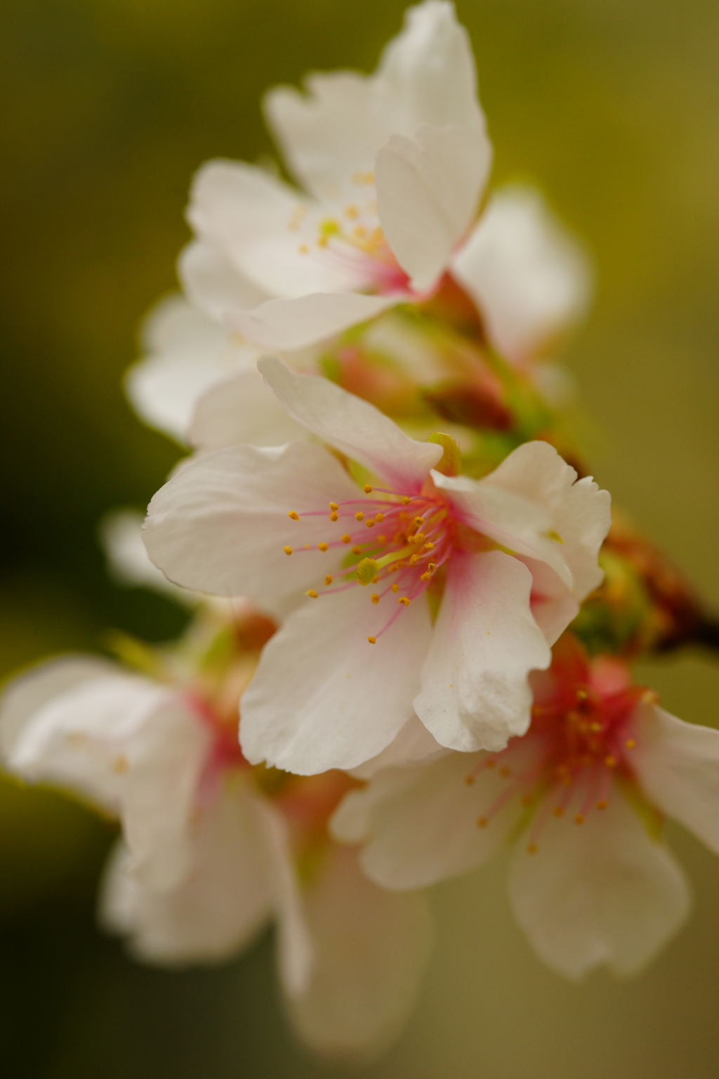 玉縄桜 ①