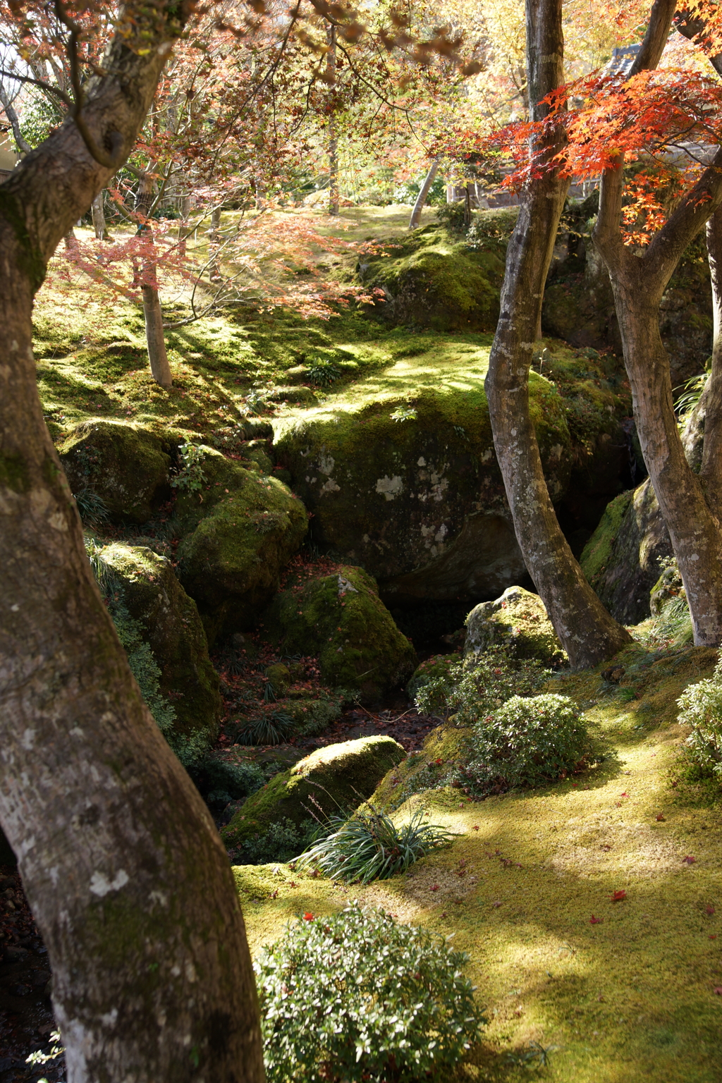 箱根美術館 ぶら散歩 2015 11/21 DSC02053