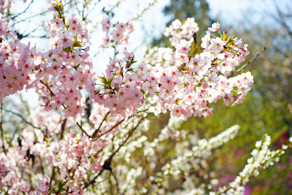 桃源郷の御殿場桜 ①