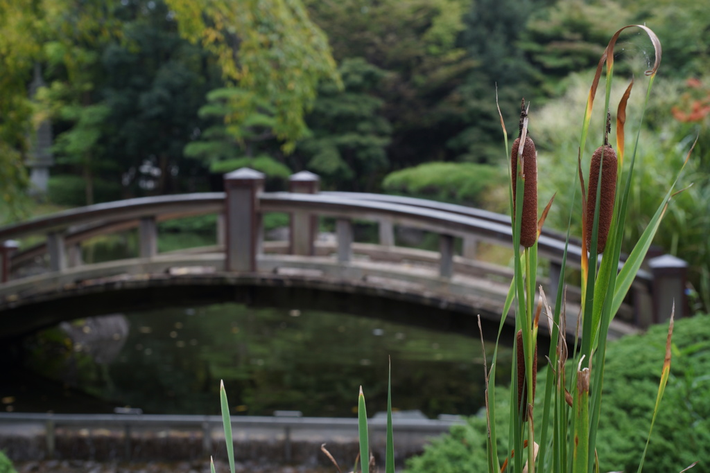 庭園の秋模様