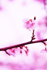 年の瀬に届いた桜の便り