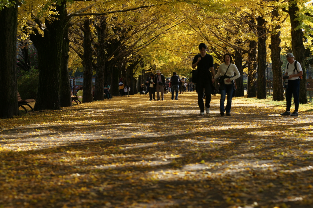 黄葉・紅葉 ぶら散歩 国営昭和記念公園 2015 11/15DSC00681