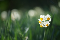 吾妻山 菜の花 ウォッチング 2016 1/9 DSC01953