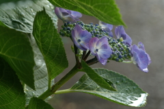 雨上がりの紫陽花 鎌倉にて5/30　PICT2407