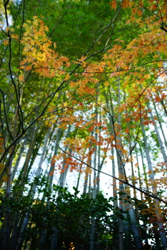 報国寺 竹撮ぶら散歩 2015 12/12 DSC02588