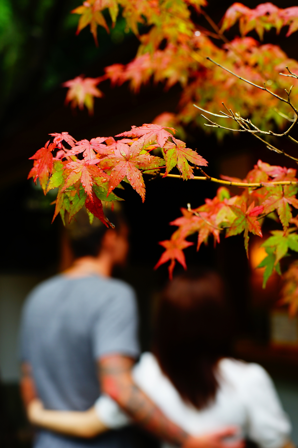 紅葉 報国寺 2016 8/20 DSC08189