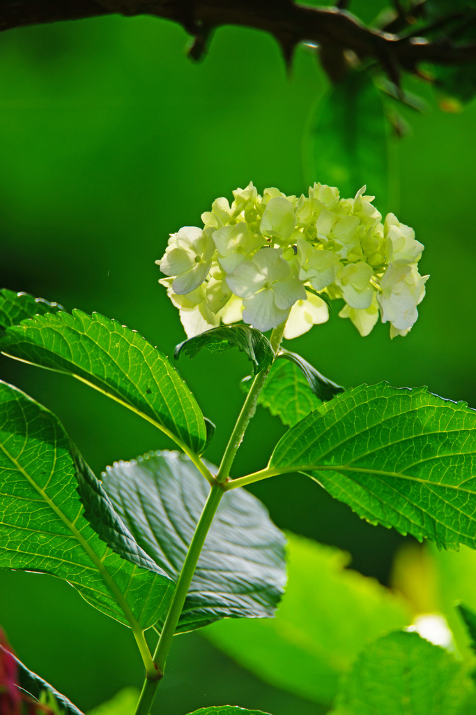 紫陽花～ぶらPHOTO～③