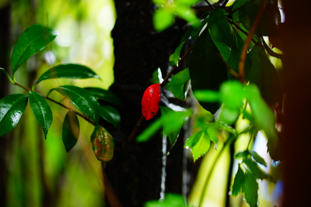 雨に濡れて光る紅一点～春の優しい光に包まれて～②