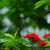 ぶら散歩 フラワーセンター 9/21 DSC06645