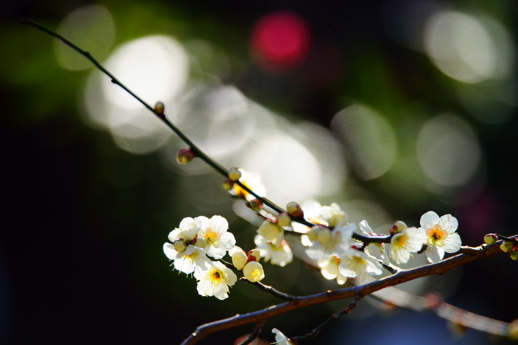 白く透き通る梅花弁 ③