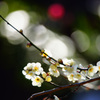 白く透き通る梅花弁 ③