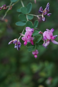 萩の花～庭園の秋模様～