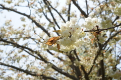 いざ、国営ひたち海浜公園 2016 4/23 DSC09383