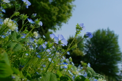 新緑散策 相模原公園 2016 5/1 DSC06549