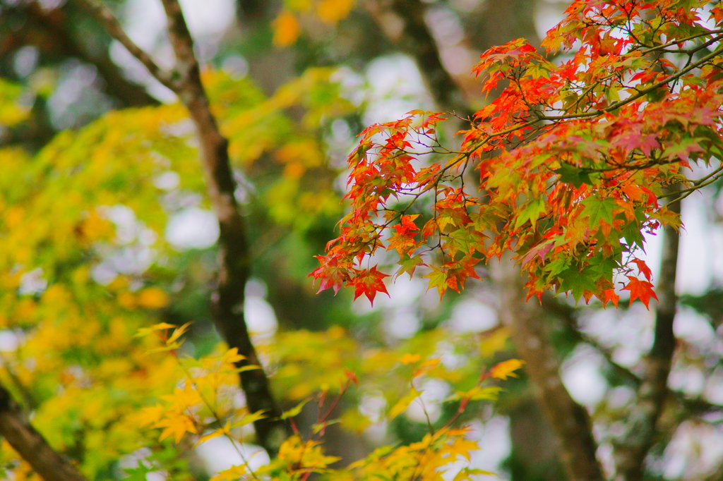 ちょっぴり紅葉狩り ぶら散歩 箱根 2015 10/31 DSC09202