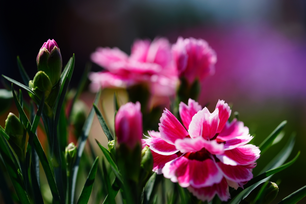 カーネーションの季節 ⑥