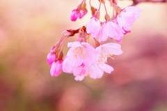 春色～春めき桜～③
