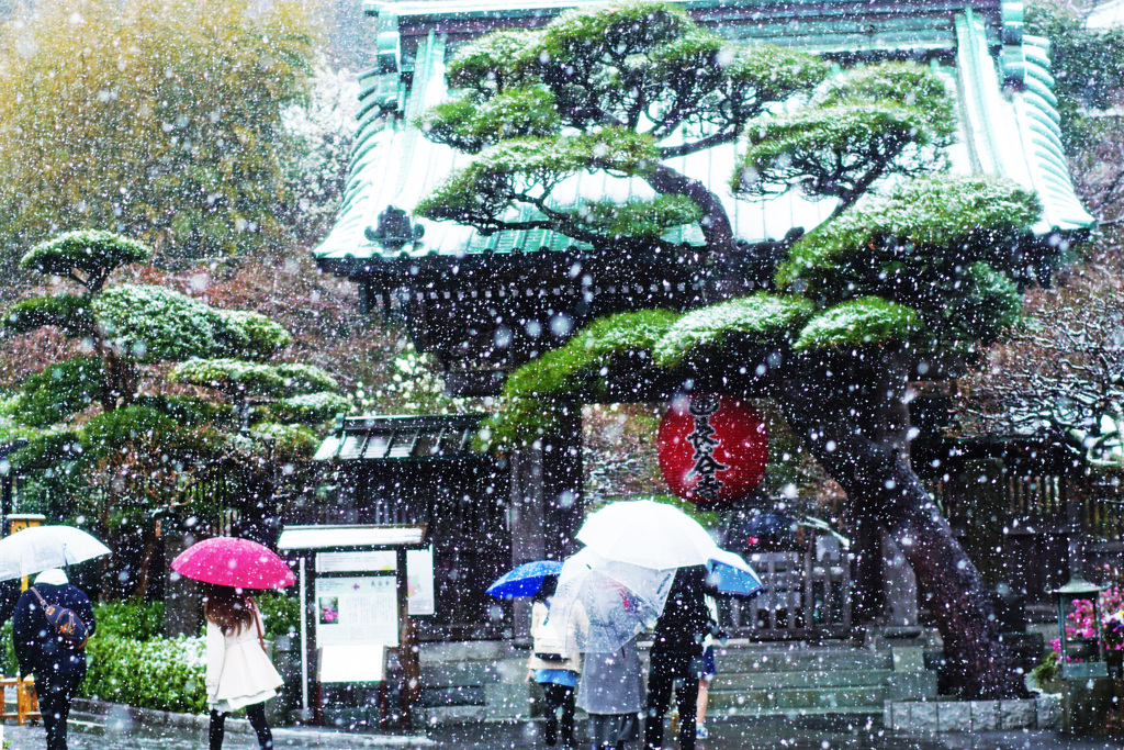 春の雪と傘の華…長谷寺 ②
