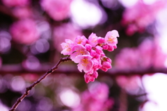 春めき桜...桃色吐息 ①