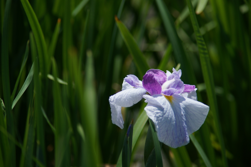 横須賀菖蒲園にて 6/6 DSC00974