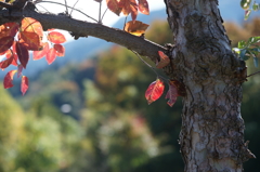 ぶら散歩 神奈川県立あいかわ公園 2015 11/3 DSC09729