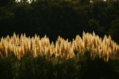 ぶら散歩 神代植物公園 2015 10/12 DSC08604