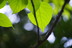 小さい秋 ぶら散歩 昭和記念公園 2015 10/10 DSC07876