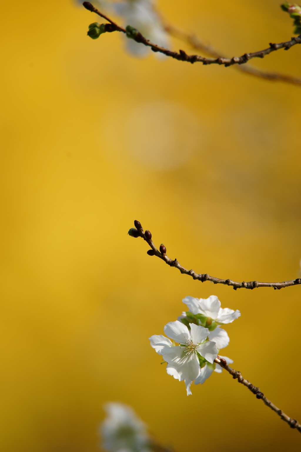晩秋の十月桜と黄葉
