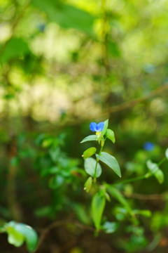 ぶら散歩 フラワーセンター 9/21 DSC06449