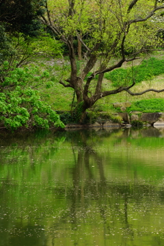 鎌倉中央公園 2016 4/10 DSC08488