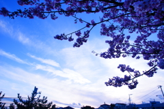 片瀬山の河津桜...空を覆う雲の様に