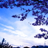 片瀬山の河津桜...空を覆う雲の様に