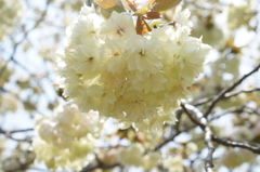 いざ、国営ひたち海浜公園 2016 4/23 DSC09359