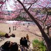 河津桜まつり 2016 2/21 DSC02918