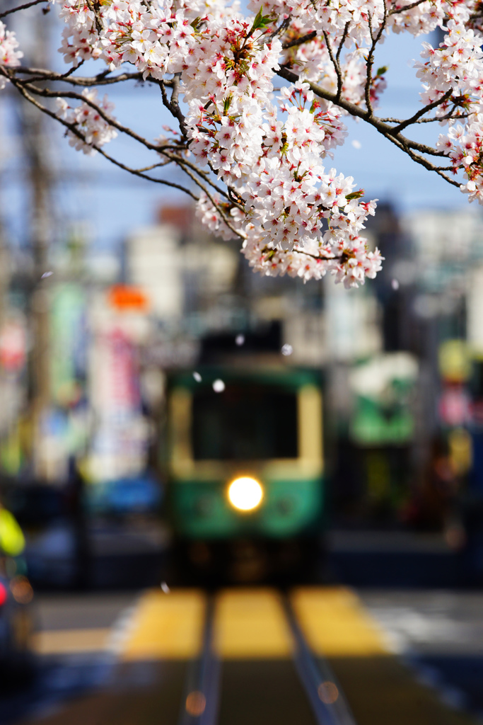 少しずつ散り行く桜にサヨナラを…