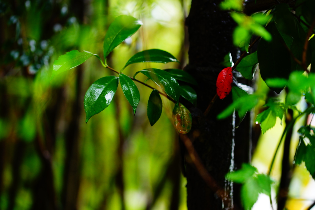 雨に濡れて光る紅一点～春の優しい光に包まれて～