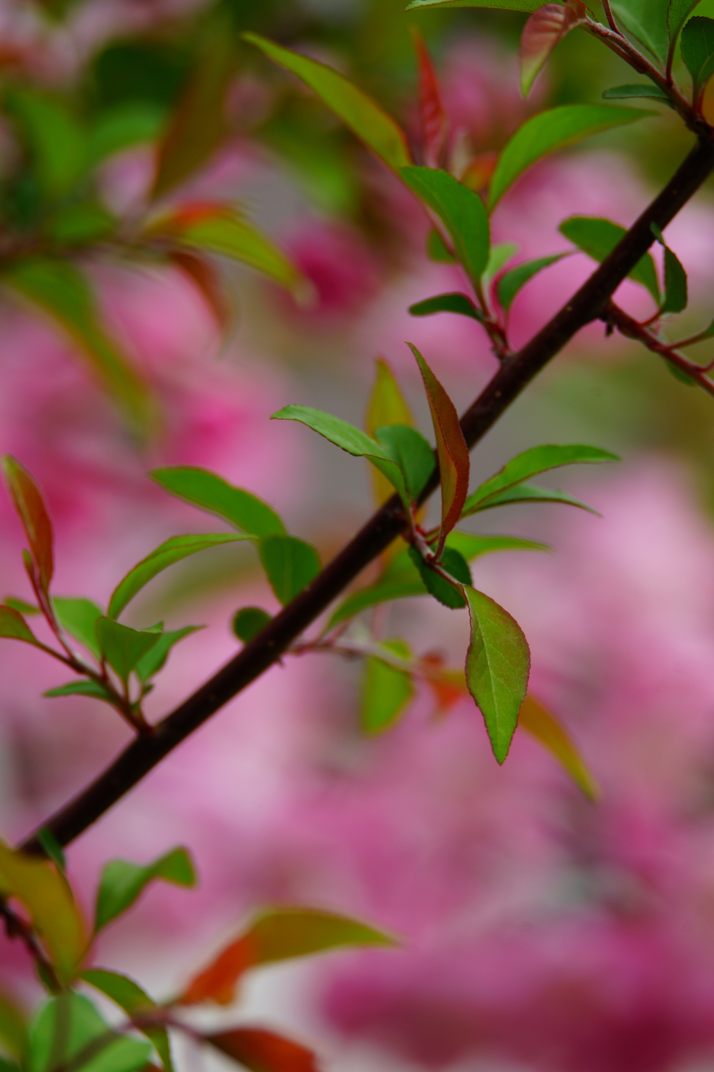北鎌倉 ぶら散歩 2016 4/10 DSC08645