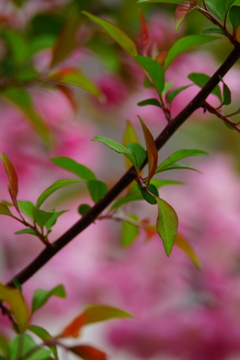 北鎌倉 ぶら散歩 2016 4/10 DSC08645